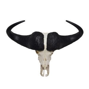 African Cape Buffalo Skull