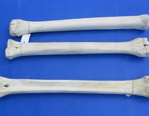African giraffe leg bone 23 inch up to 25 inch - $135 each; 3 pcs @ $122 each