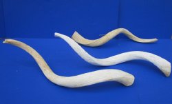 B-Grade Authentic African Kudu Inner Horn Core (Raw Kudu Bone) - 5 pcs @ $18 each
