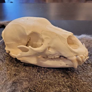 Real Male bear skull for sale