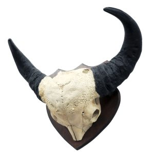 Dwarf Forest Buffalo Skull for sale