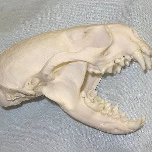 African clawless otter