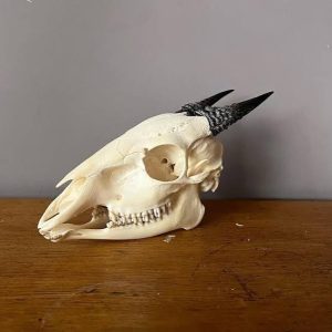Real Blue horn duiker Skull for sale