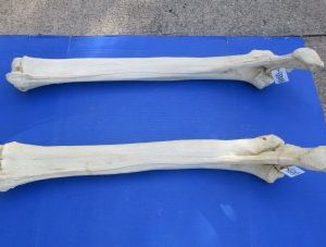 Giraffe Radius and Unla Leg Bones, 33 to 39 inches - $155 each