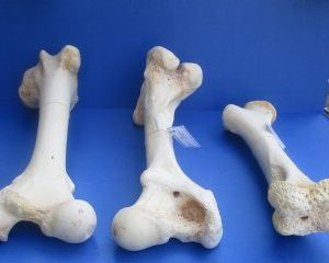 Giraffe humerus leg Upper bones - 4 pcs