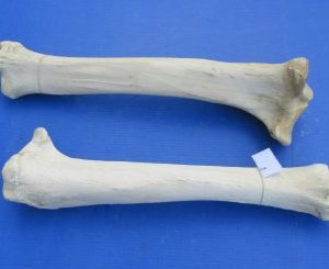 Giraffe tibia leg bones 21 to 26 inches long - $90 each; 3 pcs