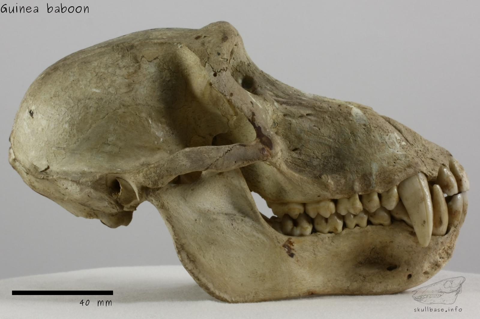 Guinea baboon (Papio papio) skull