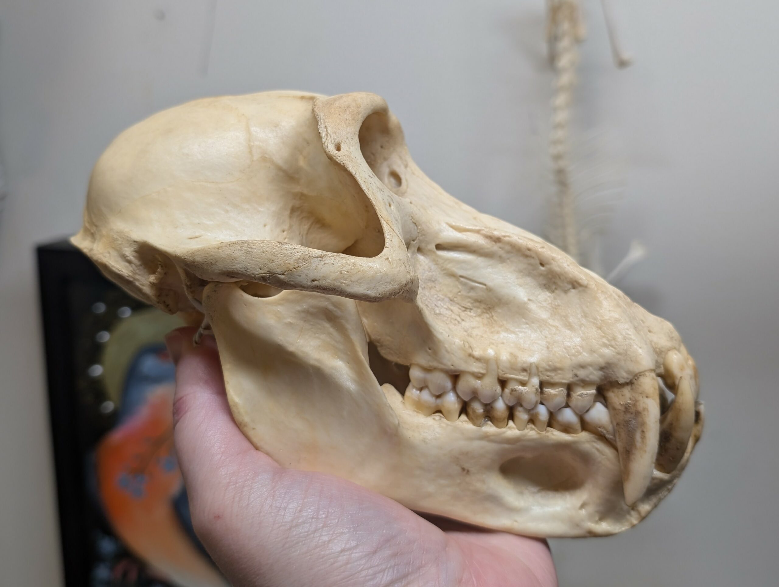 Hamadryas baboon (Papio hamadryas) skull in USA