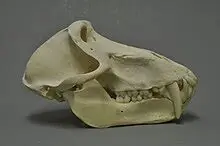 Real Male Baboon Skull for sale - Image 6
