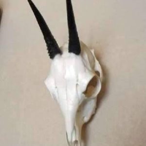 Duiker Skull For Sale