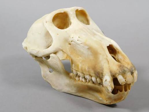 Olive baboon (Papio anubis) Skull
