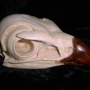 Real Eagle Skull for sale