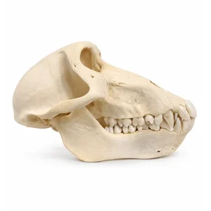 Real Female Baboon Skull For Sale