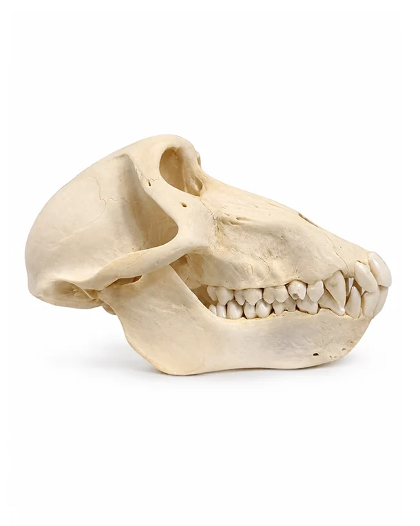 Real Female Baboon Skull For Sale