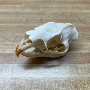 Real Porcupine Skull For Sale