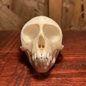 Real Vervet monkey Skull for sale