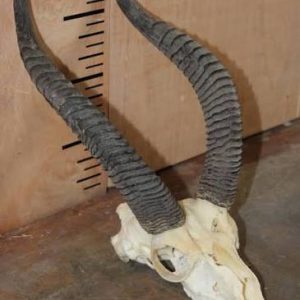 Real Gerenuk Skull for sale