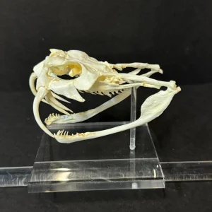 Real Viper skull