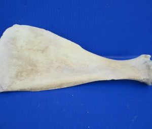 Water Buffalo Shoulder Blade bones 13 inch to 16 inch - 8 pcs @ $8.50 each