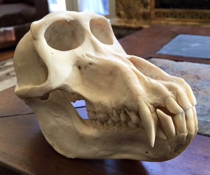 Yellow baboon (Papio cynocephalus) skull