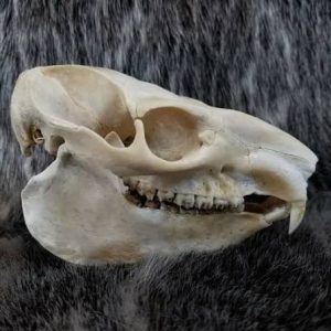 hyrax skull for sale