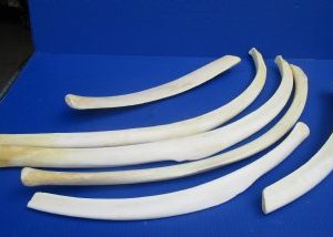 African Giraffe Rib Bone 17 to 33 inches - $45 each; 5 pcs