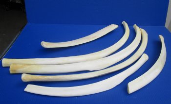 African Giraffe Rib Bone 17 to 33 inches - $45 each; 5 pcs