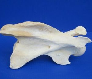 African Giraffe single large neck vertebrae 10 to 13 inches long - $45 each; 3 pcs