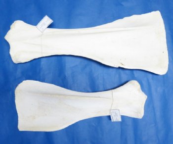 African giraffe shoulder blades 21 to 28 inches - $40 each; 4 pcs @ $36 each