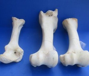Giraffe femur Upper leg bones 17 to 21 inch - $55 each