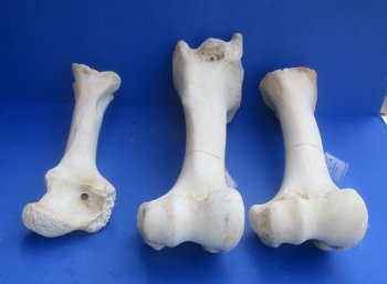 Giraffe femur Upper leg bones 17 to 21 inch - $55 each