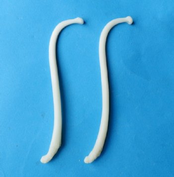 Raccoon penis bones, raccoon baculum, 3-1/2 inches to 4-1/2 inches long - 20 pcs @ $5.40 each