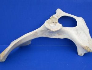 Water Buffalo Hip bones (half pieces) 16 inches to 20 inches - 8 pcs @ $6.00 each
