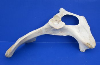 Water Buffalo Hip bones (half pieces) 16 inches to 20 inches - 8 pcs @ $6.00 each